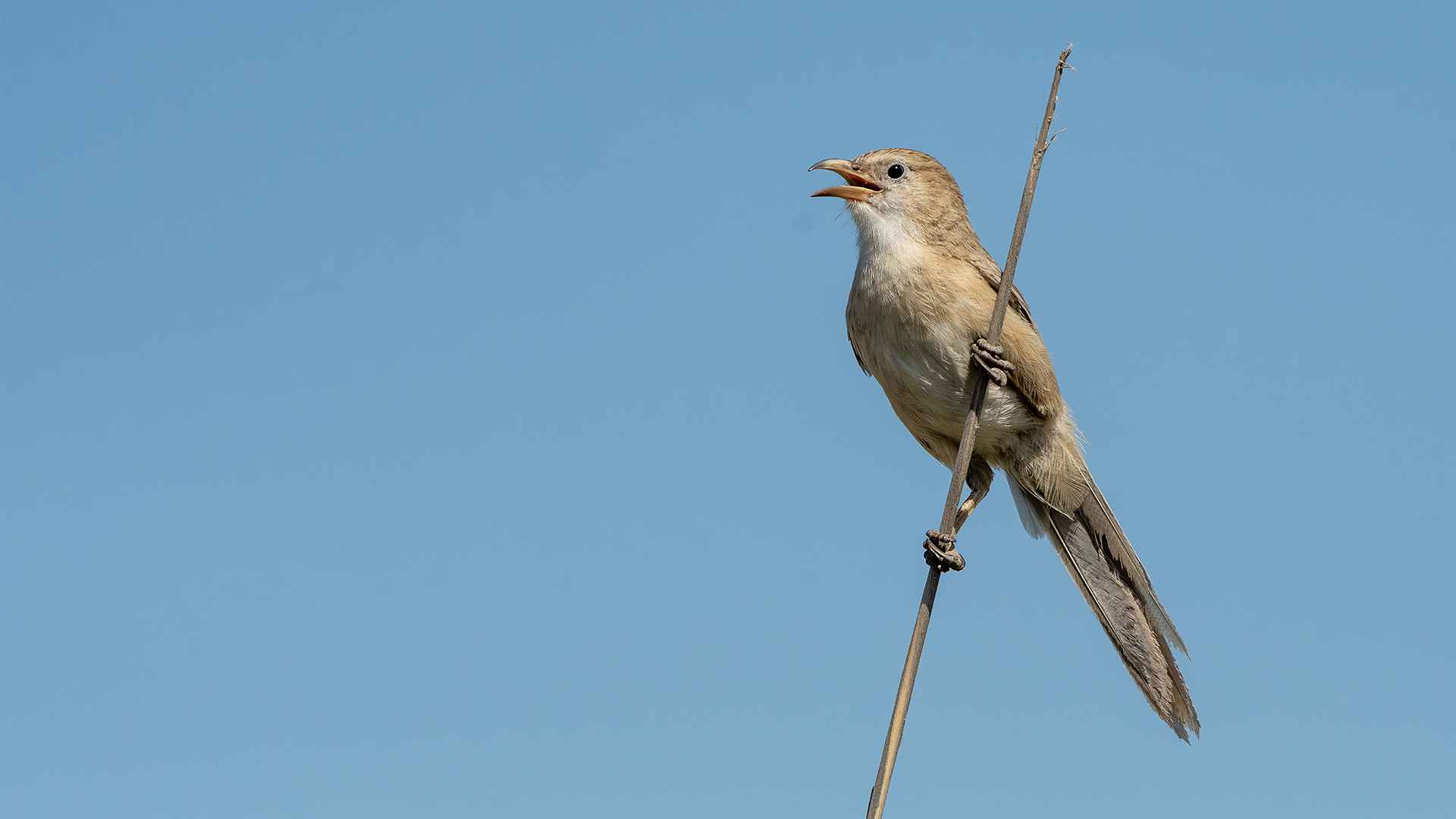 Iraq Babbler
